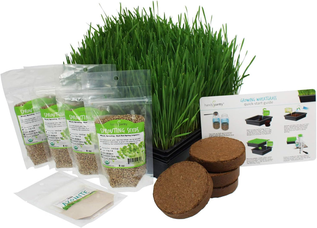 Handy Pantry Organic Wheatgrass Growing Starter Kit Grow & Juice Wheat | Grass Includes Non-GMO, Organic Wheatgrass