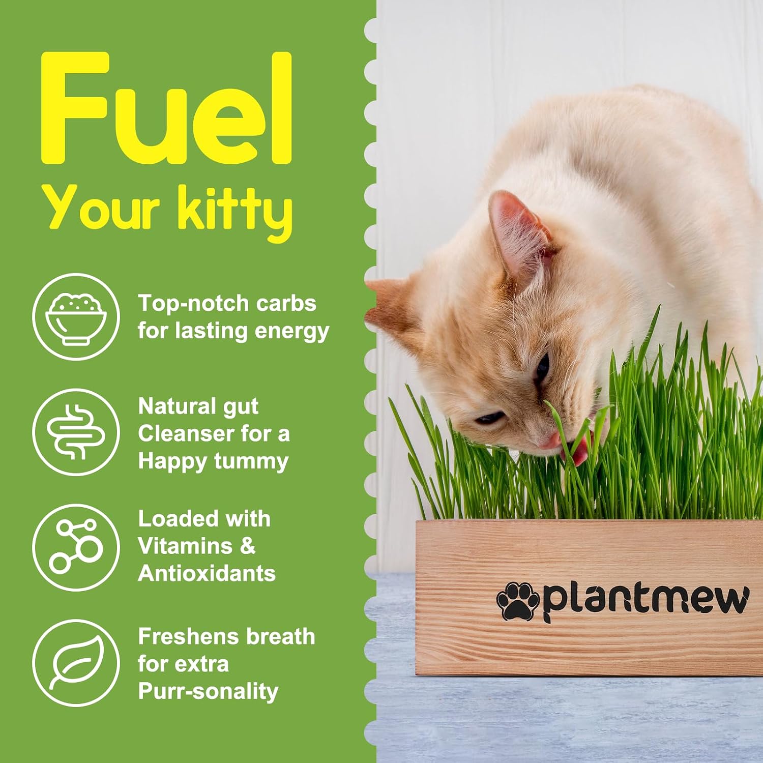Cat Grass Kit for Indoor Cats - 3 Pack with Cat Grass Seeds, Nutrient Soil & Planter Pots | Complete Growing Set for