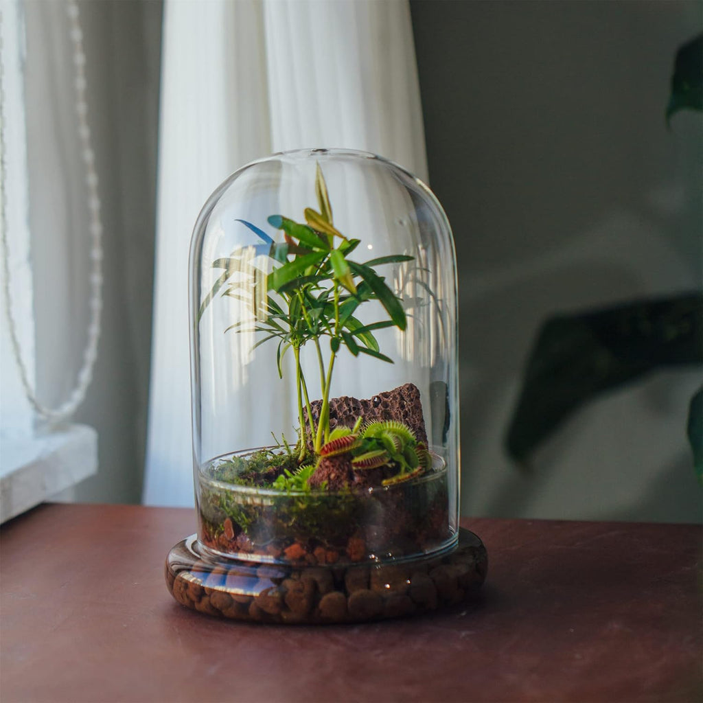 NCYP Glass Cloche Dome with Air Hole and Base, 5.9 x 5.9 x 8.2 Inches, Clear Terrarium Planter for Venus Flytrap, Small