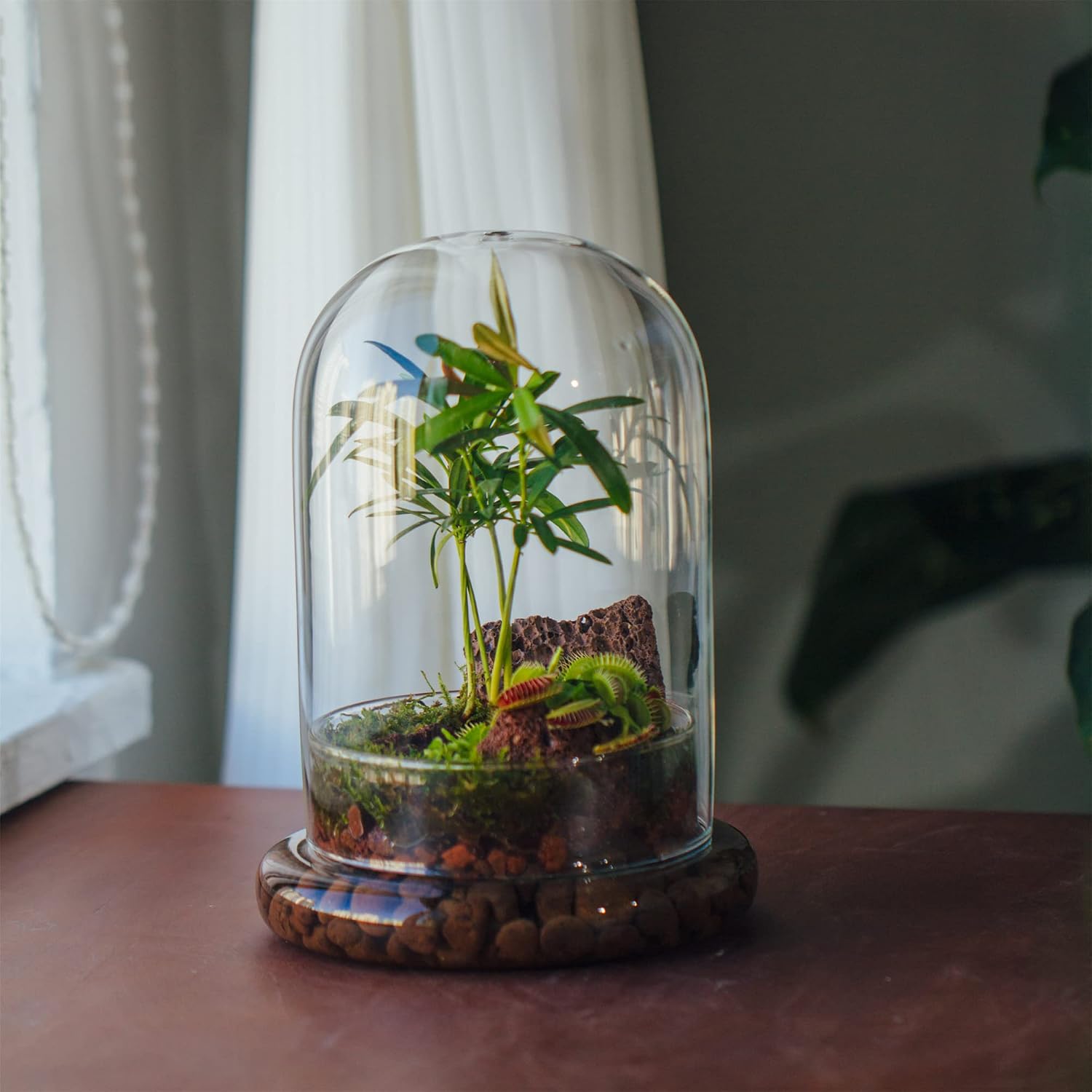 NCYP Glass Cloche Dome with Air Hole and Base, 5.9 x 5.9 x 8.2 Inches, Clear Terrarium Planter for Venus Flytrap, Small