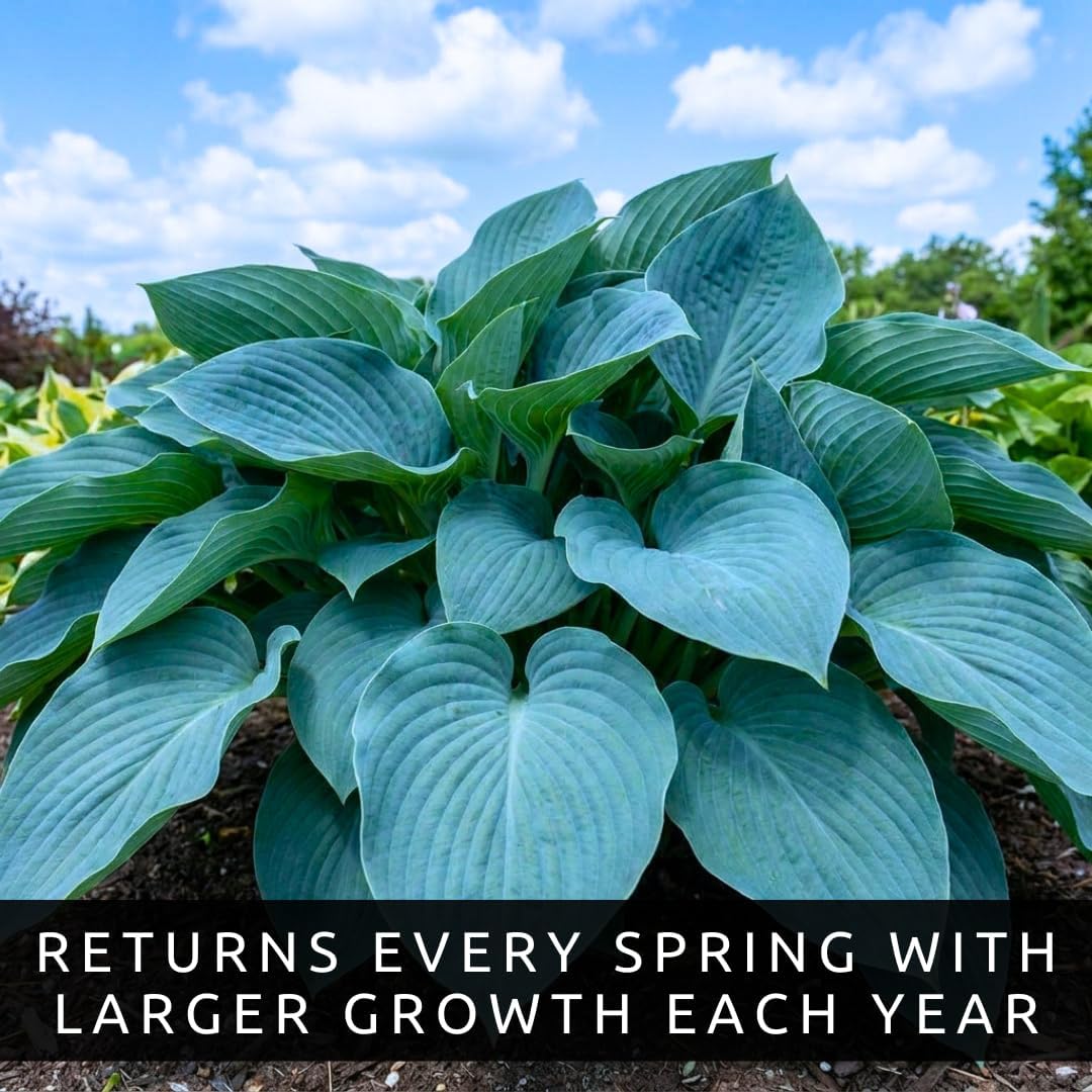 Blue Angel Giant Hosta Plant for Growing - Perennial Shade Plant - Large Blue Green Foliage - Easy to Grow Outdoor