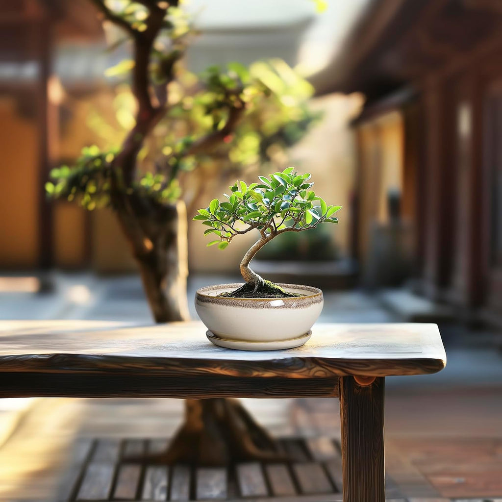 SQOWL Small Bonsai Pots - 6 Inch Ceramic Plant Pots for Succulents, Shallow Planter with Drainage Hole and Saucer