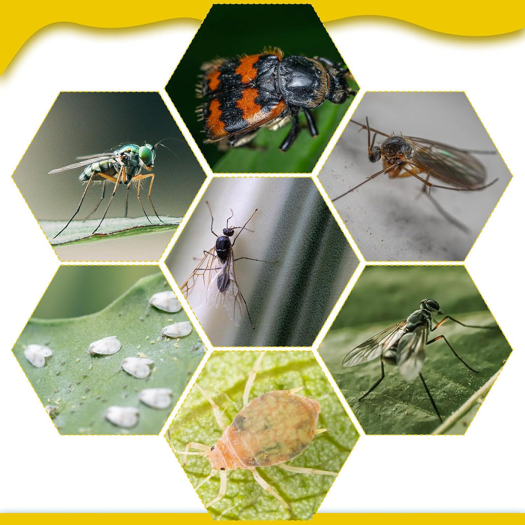 Qualirey 220 Pcs 7.9 x 4 Inch Yellow Sticky Traps for Plant Gnats Dual Sided Fruit Fly Sticky Traps for Indoors