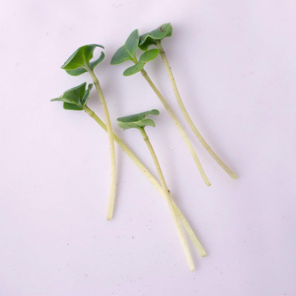 Mountain Valley Seed Co Broccoli Microgreens Seeds 1 Lb ~16,000 Seeds | Non-GMO - High Germination, Seed for Growing