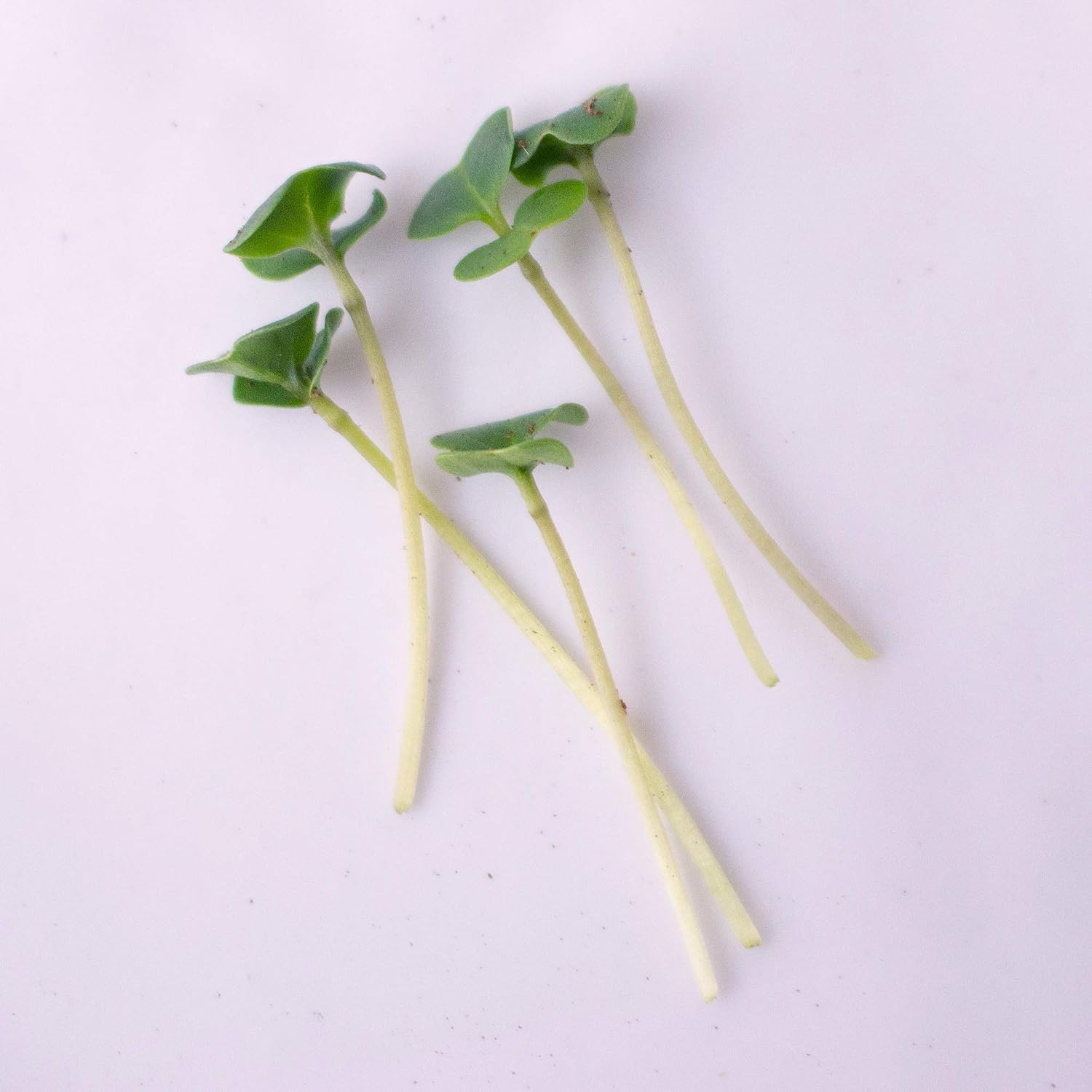Mountain Valley Seed Co Broccoli Microgreens Seeds 1 Lb ~16,000 Seeds | Non-GMO - High Germination, Seed for Growing