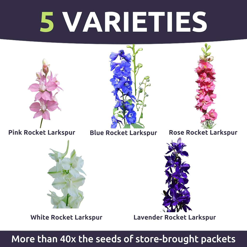 Rocket Larkspur - Imperial Mix - Bulk 1/4 Pound Pouch - 30,000 Flower Seeds for Planting - Consolida ajacis