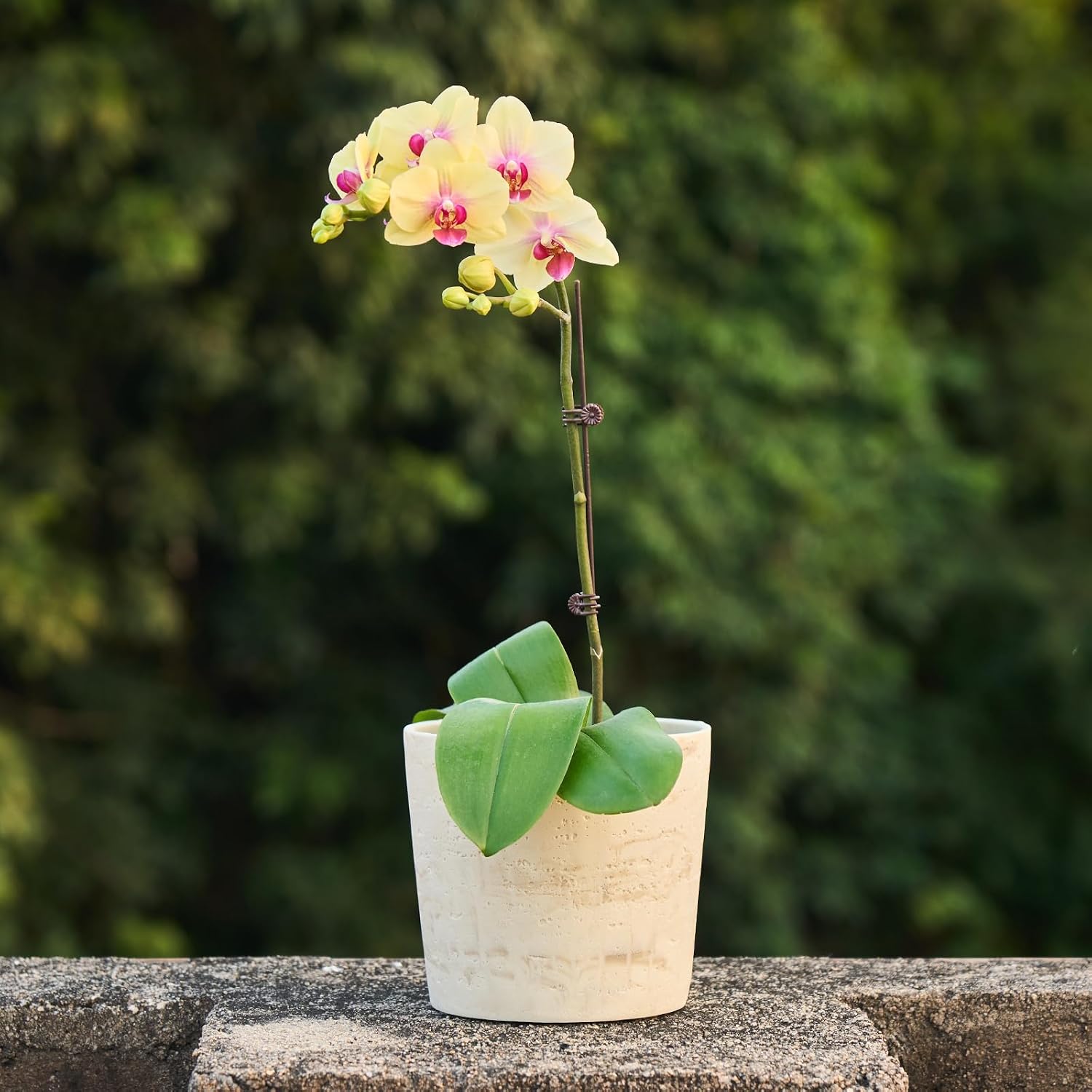 Ekirlin 7 Inch Natural Travertine Textures Plant Pot, Resin Outdoor Planter with Drainage Hole, Removable Rubber