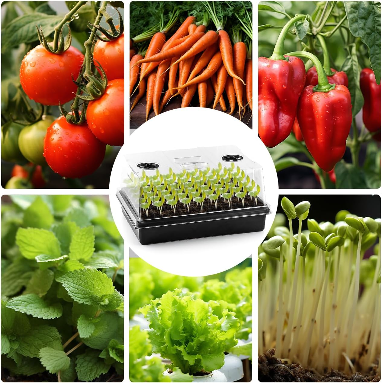 RooTrimmer 4-Pack Seed Starter Trays with 5" Tall Humidity Domes | Reusable Seed Germination Kit for Cuttings