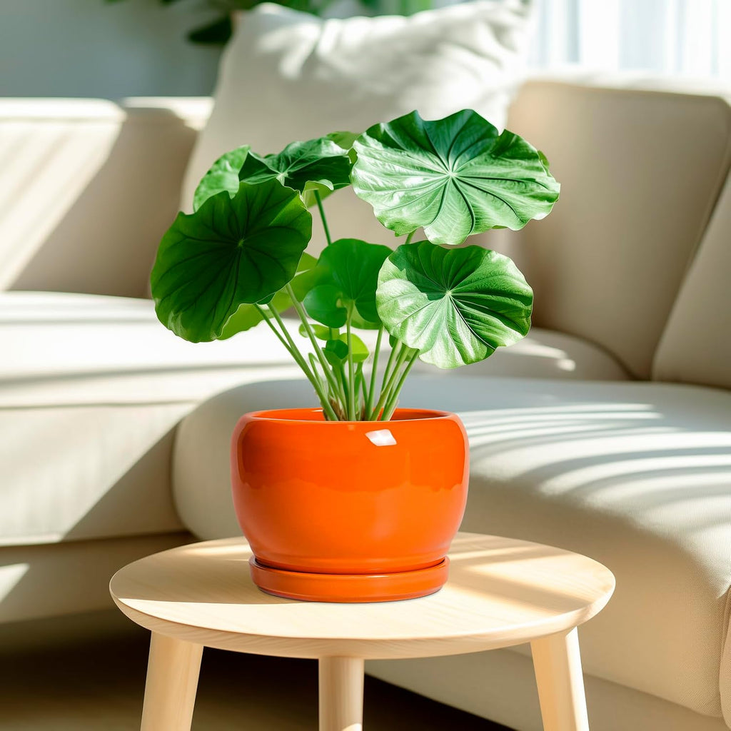SQOWL Ceramic Pot for Plants - 8 Inch Plant Pot Indoor Outdoor, Modern Round Planter with Drainage Hole and Saucer