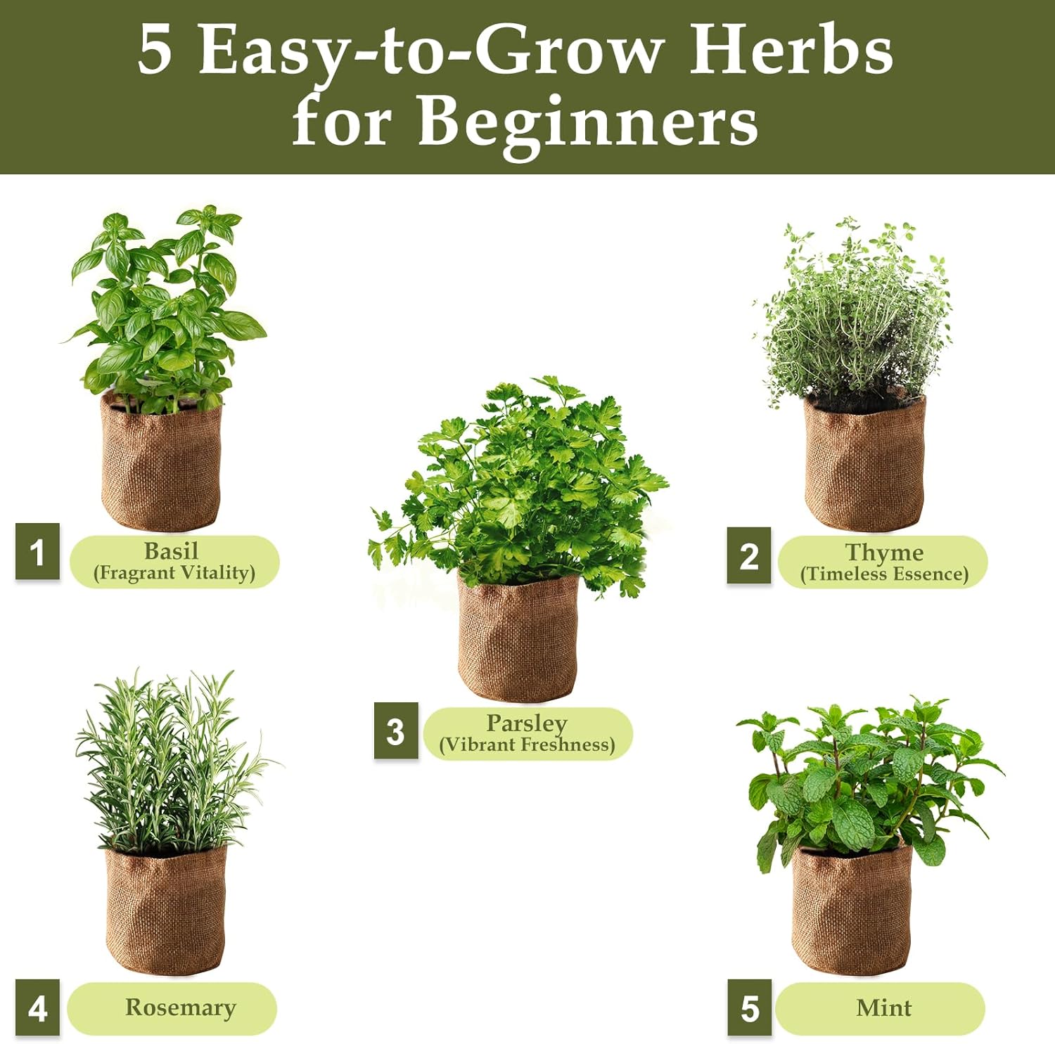 5 Herb Garden Planter Indoor with Wooden Box, Home Kitchen Seed Starter Kit Including Basil, Thyme, Parsley, Rosemary