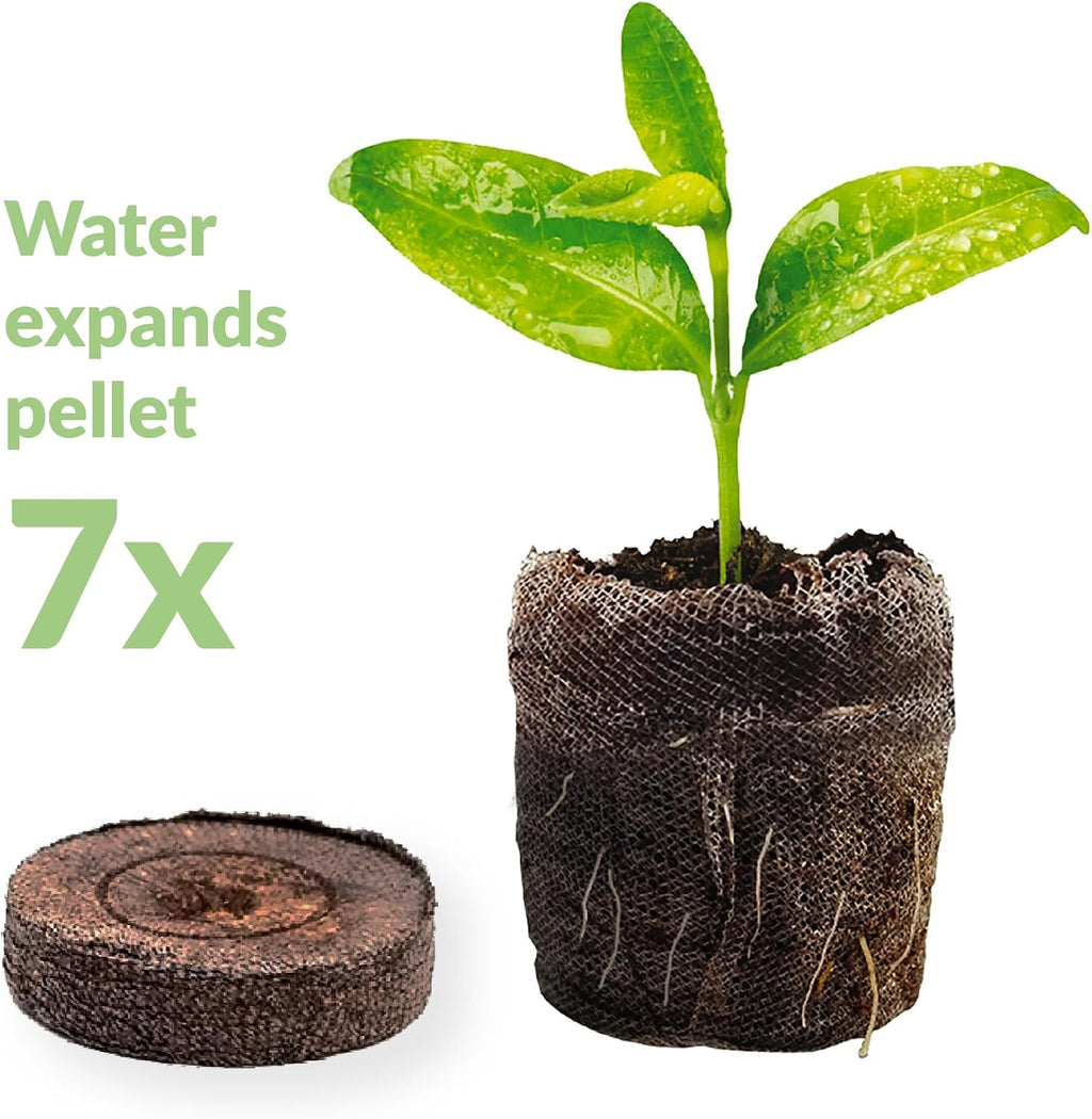 100 Count- Jiffy 36 MM Peat Soil Pellets Seeds Starting Plugs: Indoor Seed Starter- Start Planting Indoors for
