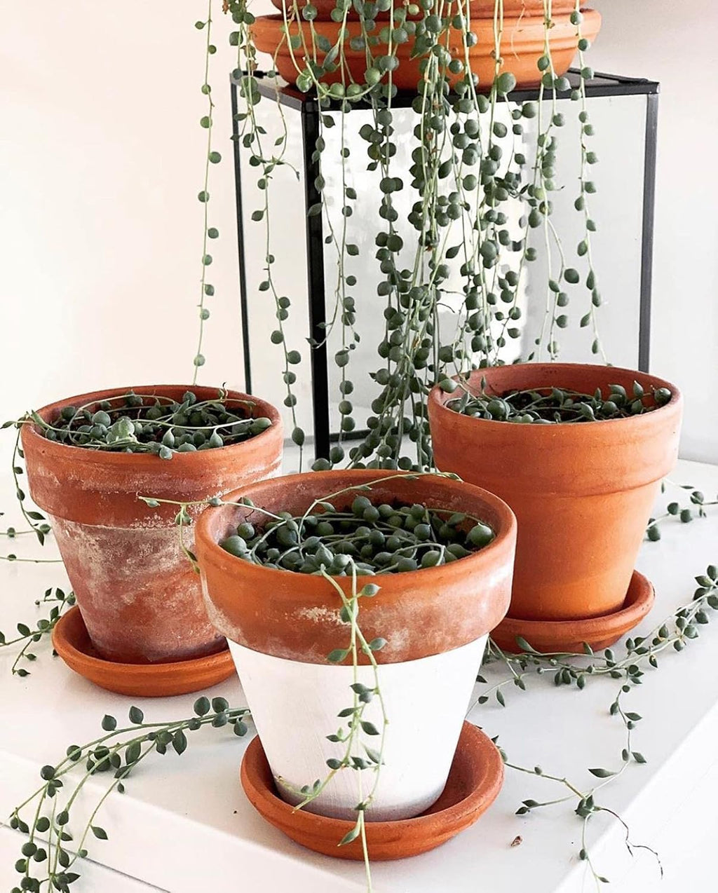 HERDUK Terracotta Starter Pots with Saucers – 4 Inch Clay Planting System for Healthy Roots, Reliable Drainage & Indoor
