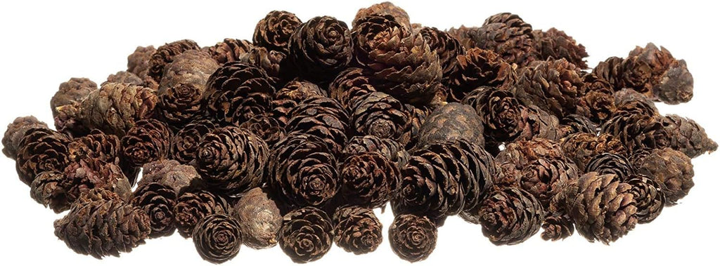 Pine Cones | 100 Small Pine Cones 3/4"-1 1/4" | 6 oz Mini Black Spruce Pine Cones | Pine Cone Filler