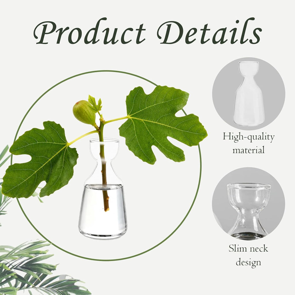Glass Avocado Tree Growing Kit Seed Starter Flower Vases | 3 Pcs Acorn Plant Pot, Small Glassware Planter, Home Table