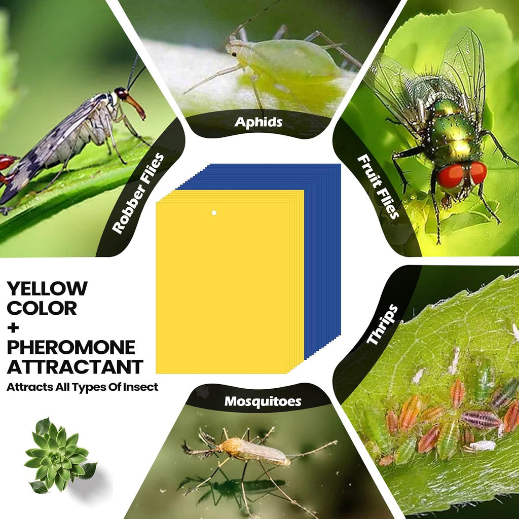 Qualirey 100 Pcs Yellow,Blue,Green Sticky Traps 6x8in for Gnats Indoor | Dual-sided for Fungus Gnats Fruit Flies