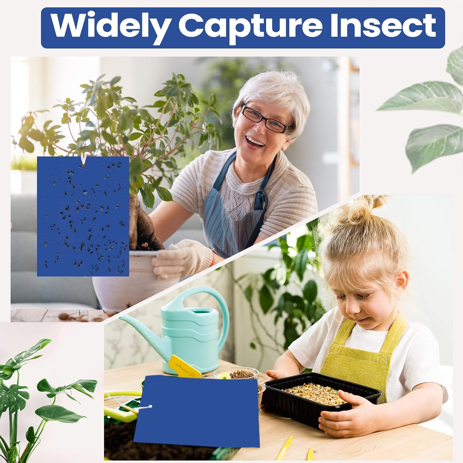 Qualirey 50 Pcs Blue Sticky Traps 6x8in for Gnats Indoor | Dual-sided for Fungus Gnats Fruit Flies Whiteflies Thrips