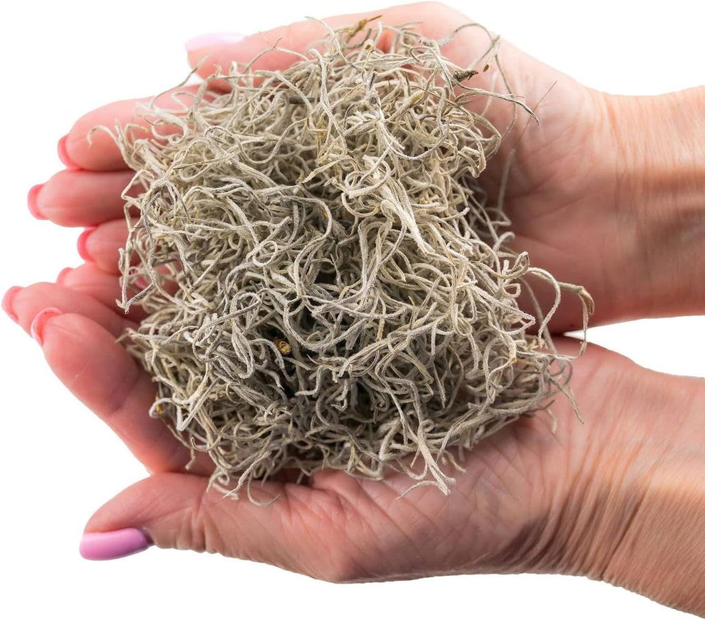 Premium Natural Spanish Moss | Natural Preserved - Great Ground Cover - Filler for Potted Plants - by GARDENERA - 5