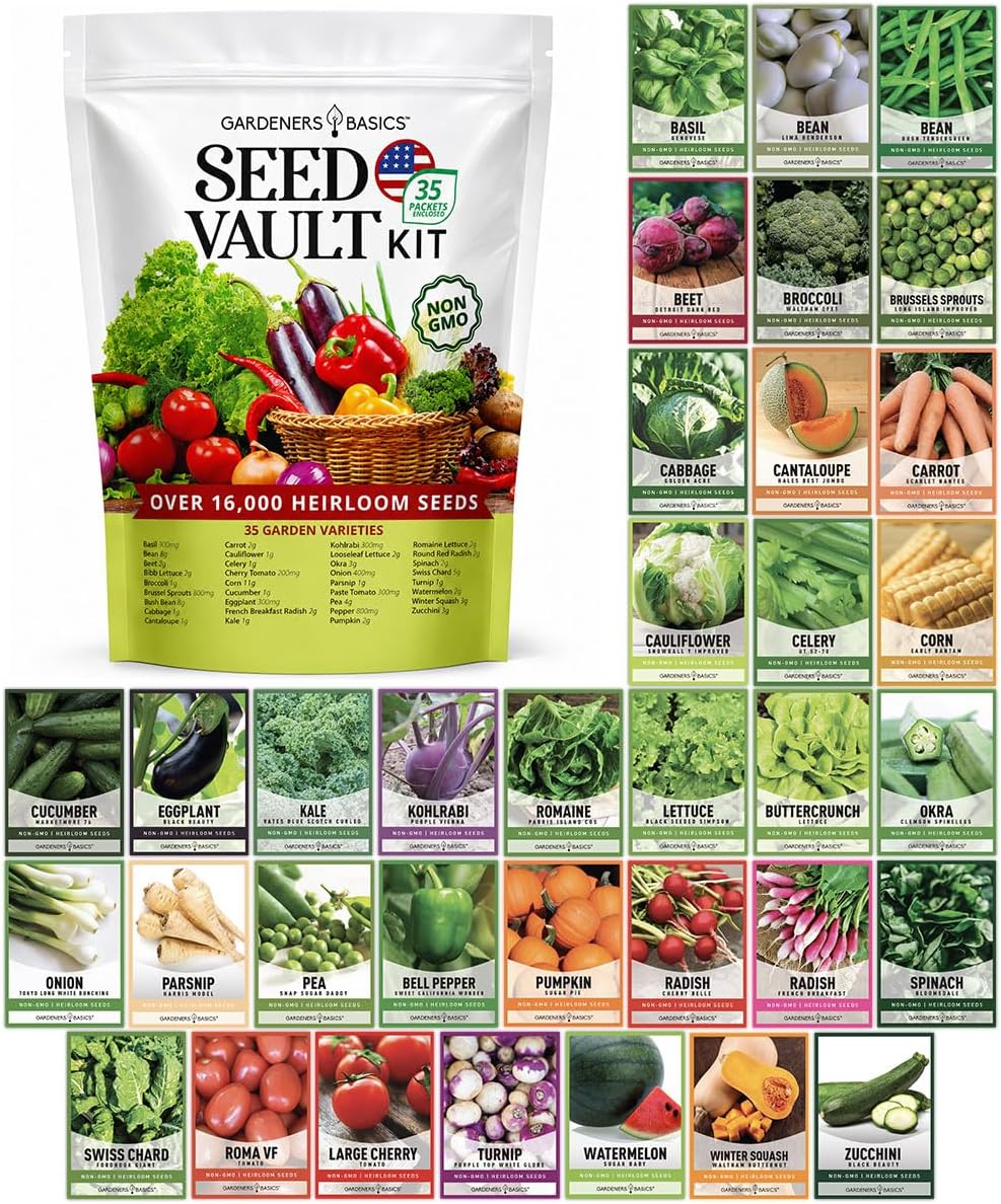 HOME GROWN Contender Bush Bean Seeds, 28+ Seeds, Phaseolus vulgaris