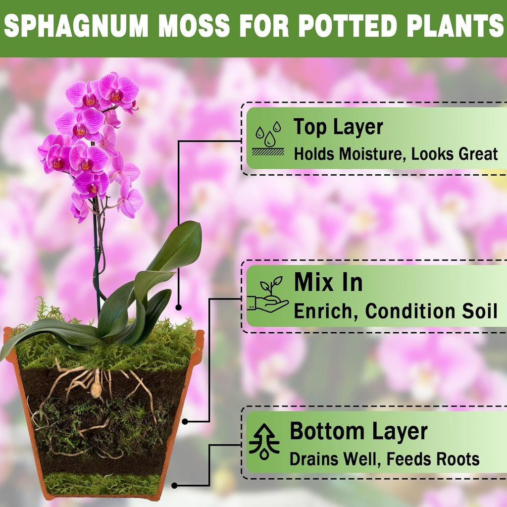 Sphagnum Moss 4.4 LB Long Fiber Green Forest Moss | Ideal for Repotting Orchids, Succulents, and Indoor Plants. Natural