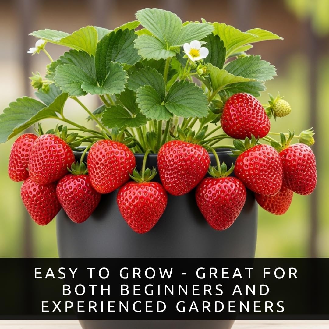 Ruby Giant Strawberry Plants – Extra Large Sweet Strawberries – High Yield Strawberry Runners – Big Fruit, Easy to Grow