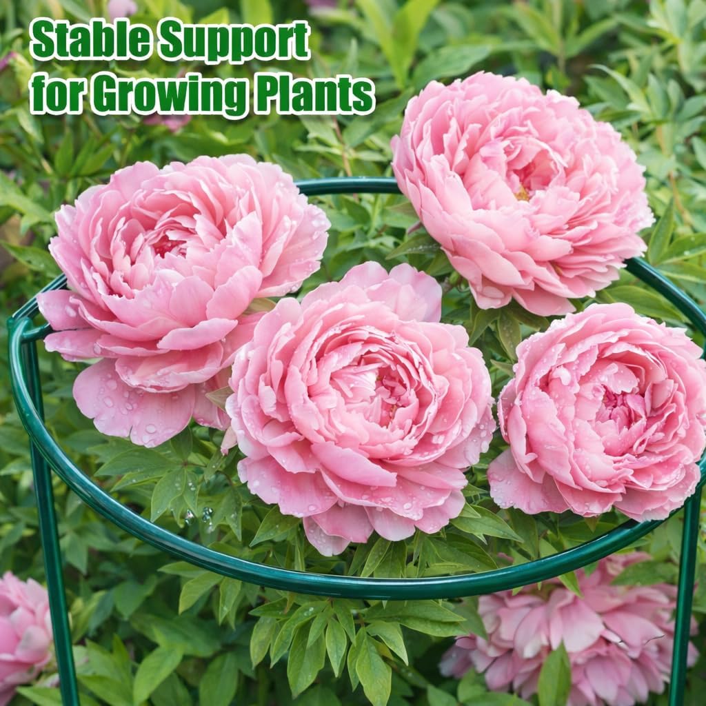 8 Pack Peony Support Cages, 10" W x 16" H Half Round Peony Plant Supports, Heavy Duty Metal Plant Support Stakes, Green