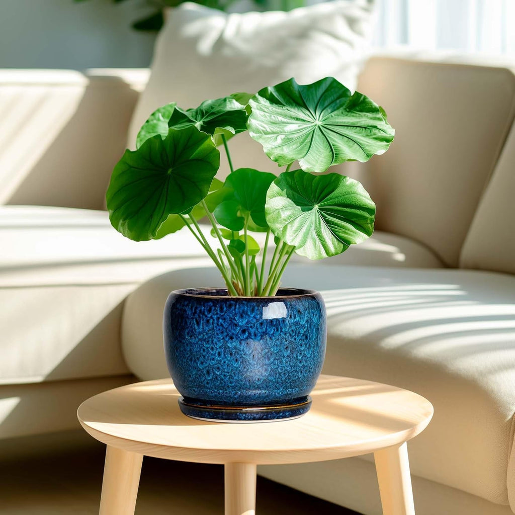 SQOWL Ceramic Planter 8 Inch - Pot for Indoor Outdoor Plants Round Ceramic Plant Pot with Drainage Hole and Saucer