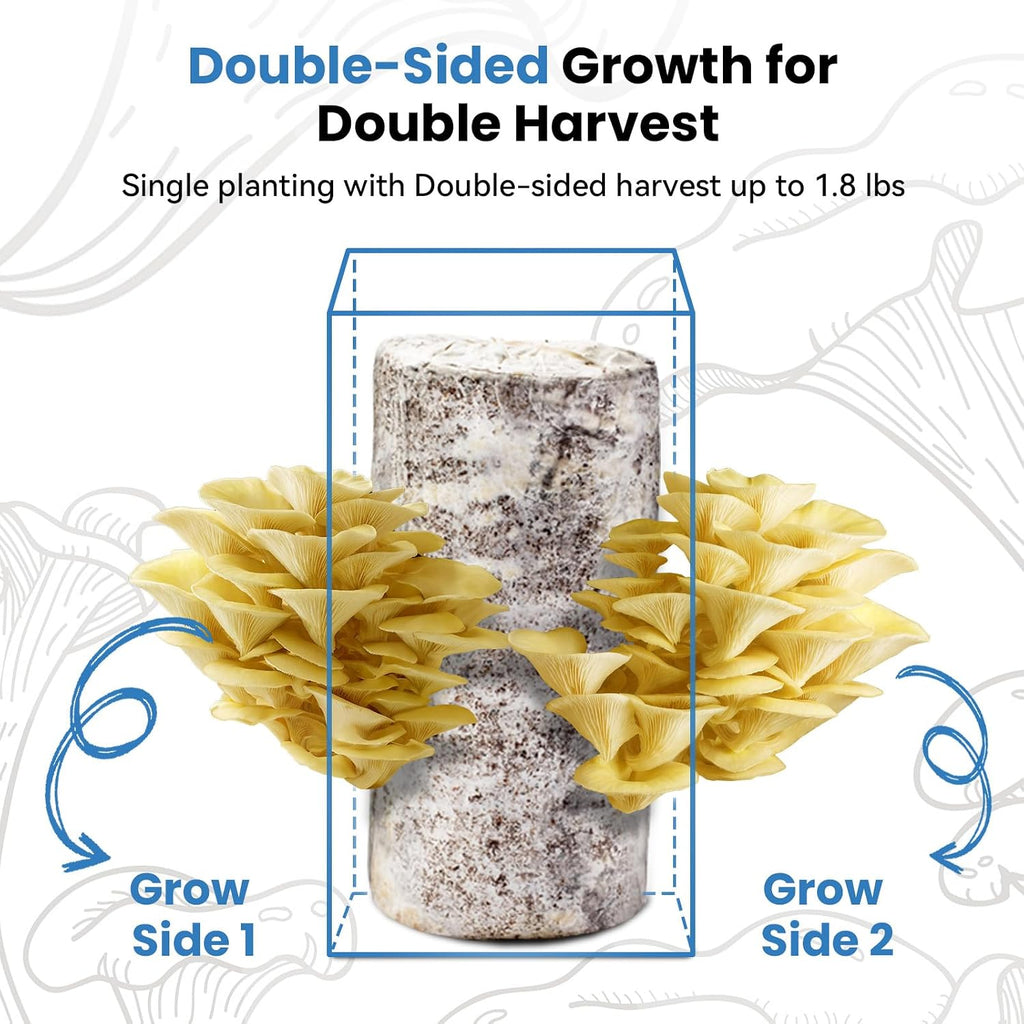 Organic Edible 4lbs Golden Oyster Mushroom Growing Kit, Made in USA, Double-Side Mushroom Grow Kit Indoor, Harvest