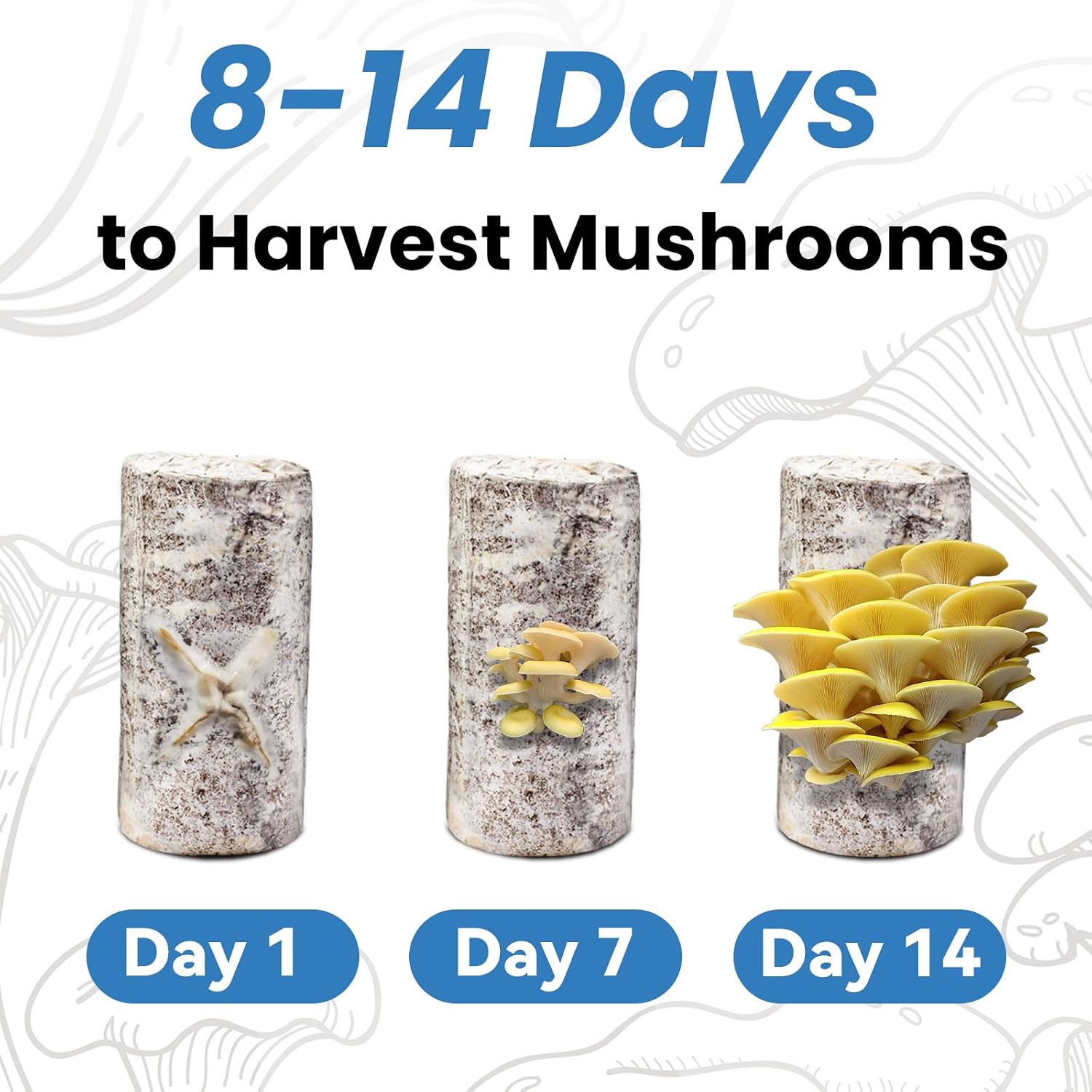 Organic Edible 4lbs Golden Oyster Mushroom Growing Kit, Made in USA, Double-Side Mushroom Grow Kit Indoor, Harvest