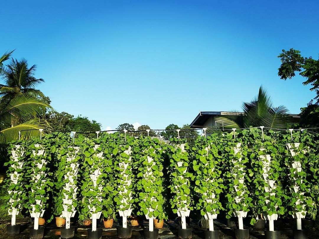 Mr. Stacky New (20) Individual Stacking Hydroponic 13" Pots - Build Your Own Vertical Container Growing System - Grow