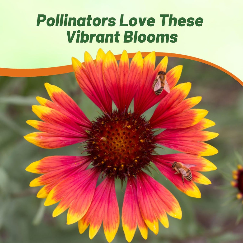 Outsidepride Gaillardia Pulchella Red Indian Blanket Seeds for Planting - 1 lb Annual Flower Seeds, Heat & Drought