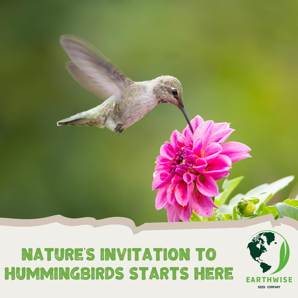 Earthwise Hummingbird Haven Wildflower Seed Mix - 1/2 lb, 1,200 sq ft | Attracts Hummingbirds, Nectar-Rich Blooms