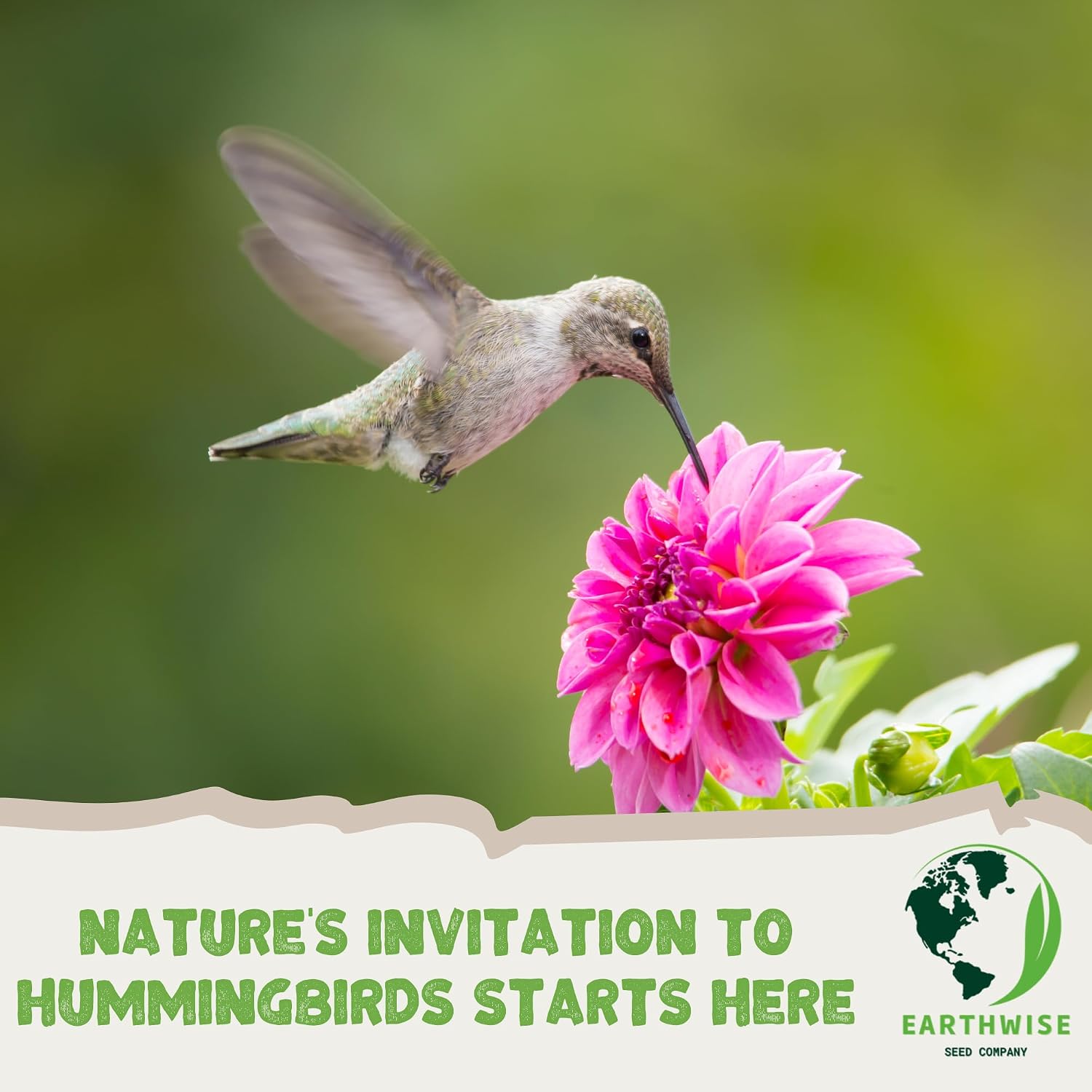 Earthwise Hummingbird Haven Wildflower Seed Mix - 1/2 lb, 1,200 sq ft | Attracts Hummingbirds, Nectar-Rich Blooms