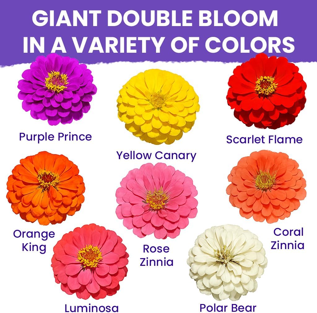 NatureZ Edge Zinnia Seeds for 2026 Planting Outdoors, Over 16,500 Flower Seeds, 1/4 lb, Non GMO Made in USA, Bulk