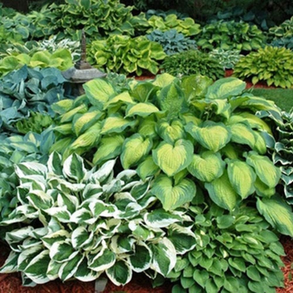 Fantastic Deal - 12 Bare Roots Hosta Plants - Mixed Heart-Shaped Hosta - Rich Green Foliage, Low Maintenance, Heart