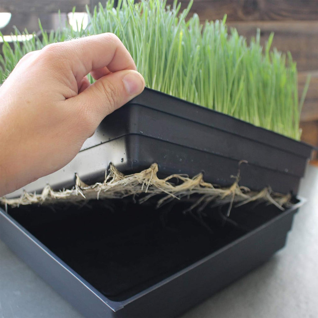 Handy Pantry 10-Pack 1010 Garden Growing Trays Without Drain Holes | 10" x 10" Plastic Plant Trays - Wheatgrass