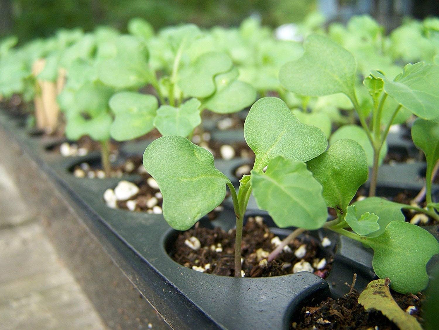 Food to Live Organic Broccoli Seeds for Sprouting, 12 Pounds – Non-GMO, Vegan, Kosher, Sirtfood, Bulk. Rich in