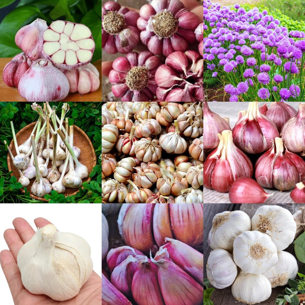 1 LB Mixed Garlic Bulbs for Planting in Fall, Hardneck Softneck Top Size | Fall Garlic Bulbs, Mix Random, Fresh and