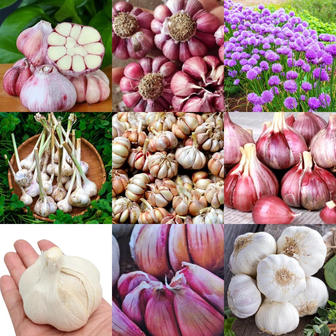 1 LB Mixed Garlic Bulbs for Planting in Fall, Hardneck Softneck Top Size | Fall Garlic Bulbs, Mix Random, Fresh and