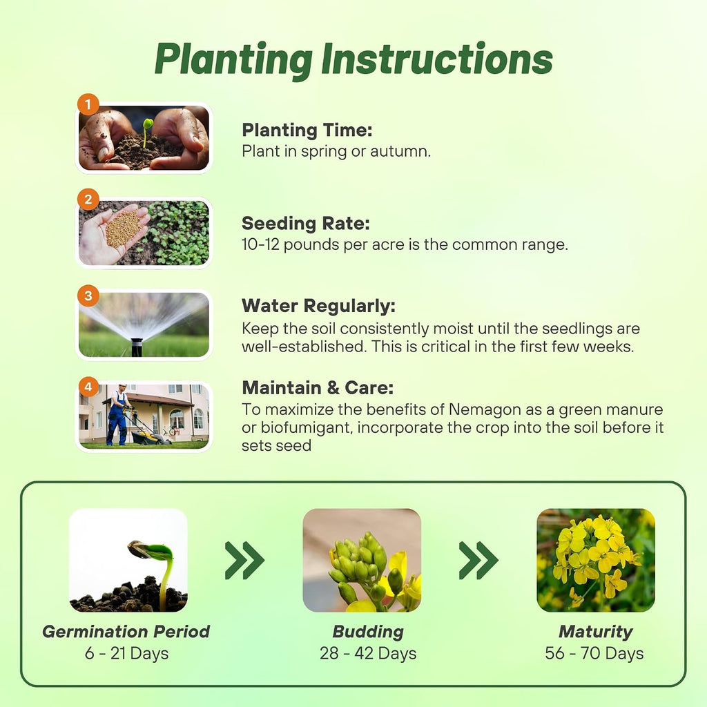 Outsidepride White Mustard Seeds for Planting - 5 lb Annual Cover Crop Seeds w/Deep Root System, High Protein Forage