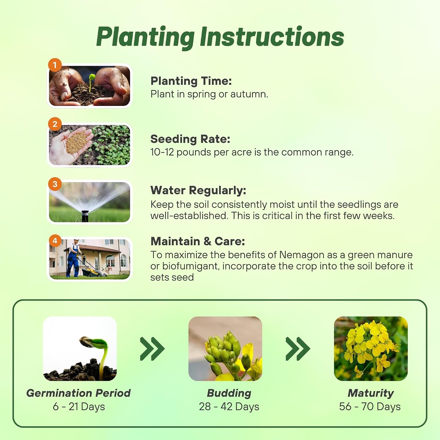 Outsidepride White Mustard Seeds for Planting - 5 lb Annual Cover Crop Seeds w/Deep Root System, High Protein Forage