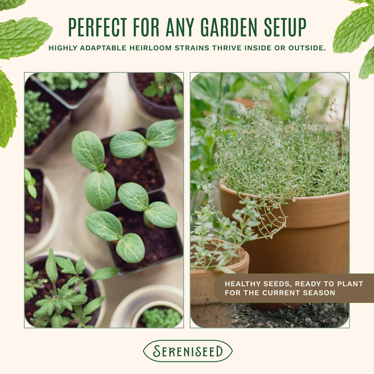 Sereniseed Certified Organic Herb Seeds 35-Pack | Non-GMO Heirloom Variety for Indoor Outdoor Culinary Gardening Gift