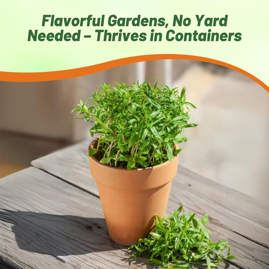 Outsidepride Summer Savory Seeds - 1 lb Annual Culinary Herb Seeds for Planting with Aromatic Leaves, Drought Tolerant