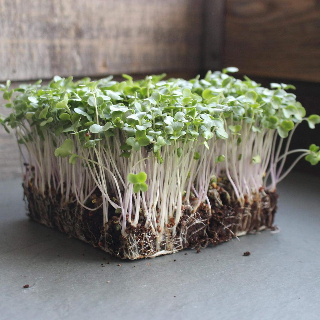 Mountain Valley Seed Co Waltham 29 Broccoli (5 Lb) Seeds Non-GMO Heirloom | Broccoli Seeds For Sprouting, Microgreens