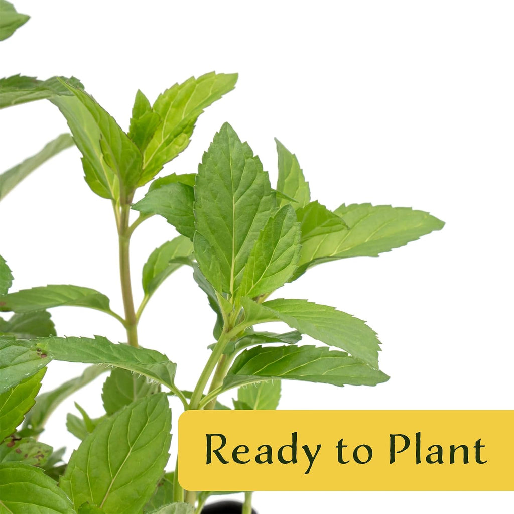 6 Chocolate Mint | Live Plants in 2.5-inch Nursery Cubes | Mentha x piperita f. citrata Chocolate Variety | Easy-Care