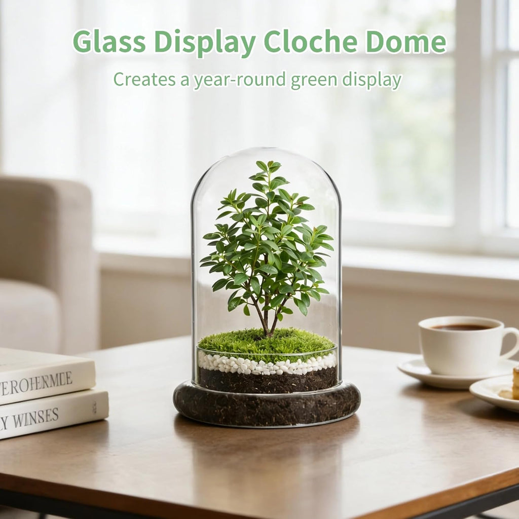Glass Display Cloche Dome, 8.3 x 5.9 in Plant Terrarium Container with Base, Clear Glass Cover, Decorative Tabletop