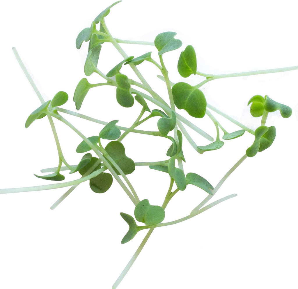 Mountain Valley Seed Co Green Mustard Microgreens Seeds - 5 Lb Bulk | 960,000 Seeds - Grow Non-GMO Micro Mustard Herb