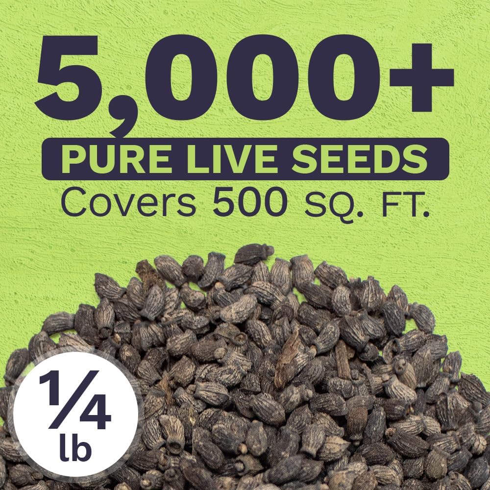 Borage Seeds – Bulk Quarter Pound Bag – Over 5,000 Open Pollinated Non-GMO Wildflower Seeds – Borago officianalis