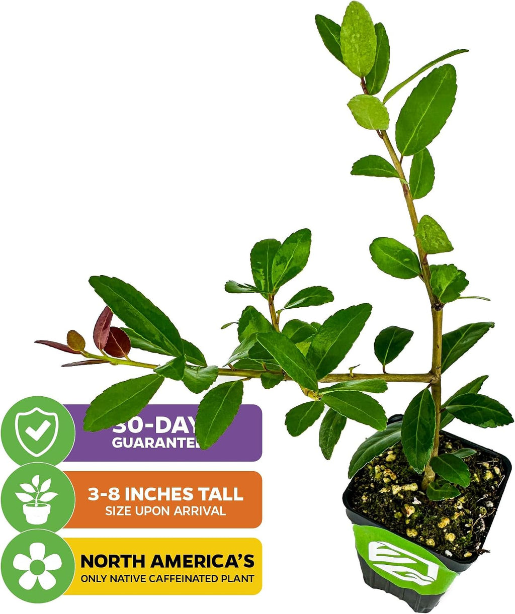 Dwarf Yaupon Holly (1-Pack) Live Plant by Wellspring Gardens | Caffeinated Starter Tea Plant - Outdoor Shrub Collection
