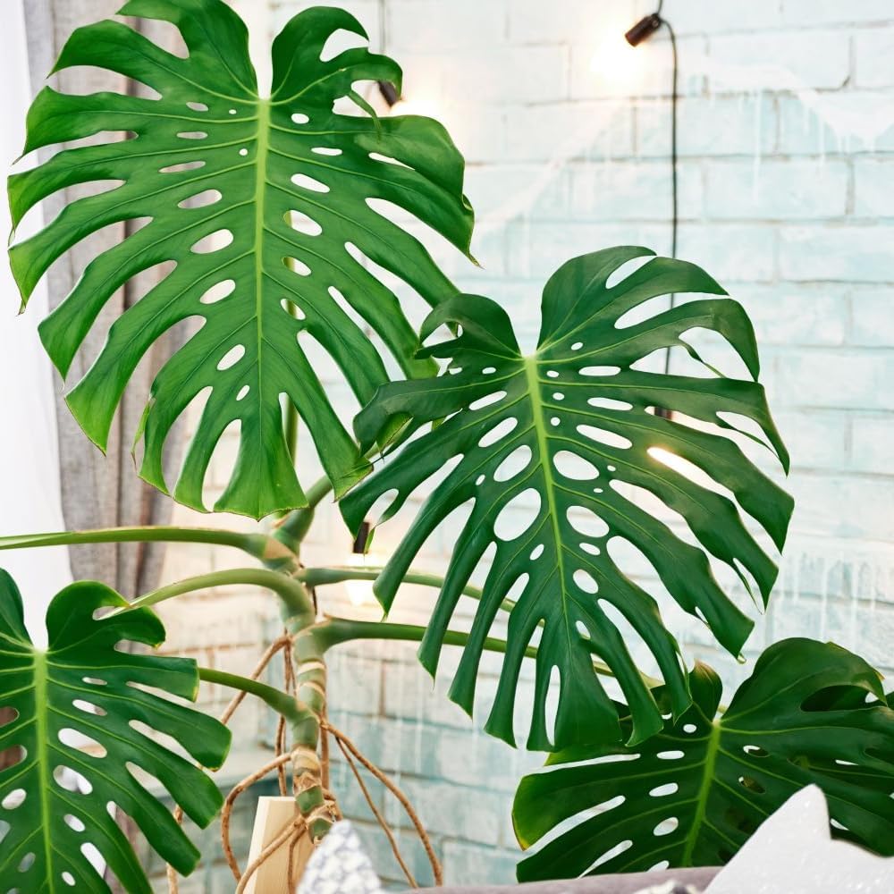 Green Philodendron Plant Live, Starter Houseplant, 5-8 Inch Tall | Zones 10-12 Indoors, Tropical Foliage, Moss Pole