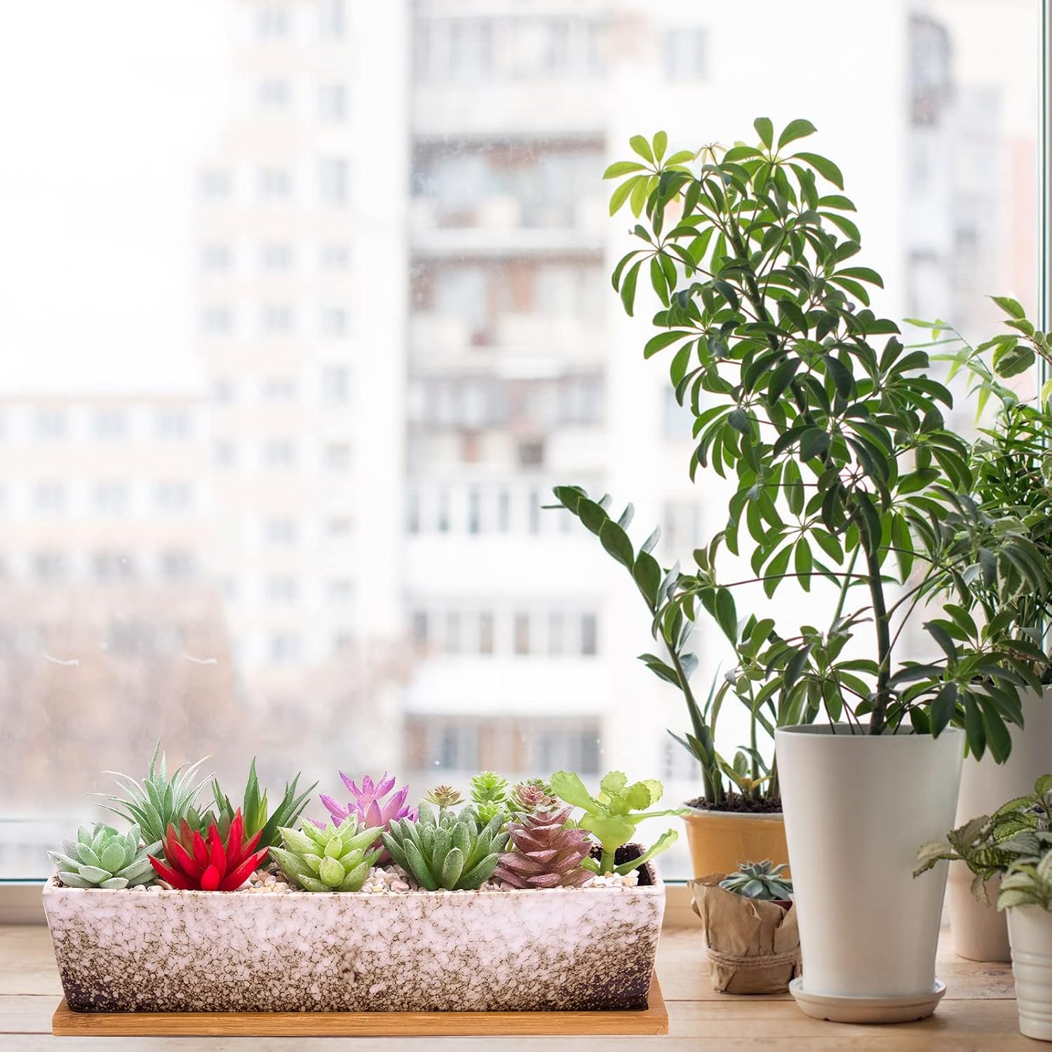 Succulent Pots - Large Succulent Planter Pots with Drainage, 12 Inch Long Rectangle Bonsai Pot with Bamboo Tray Shallow